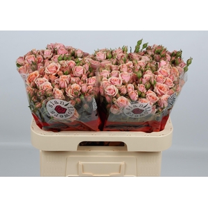 R TR CLASSIC ROSEVER