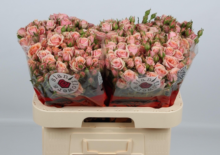 <h4>R TR CLASSIC ROSEVER</h4>