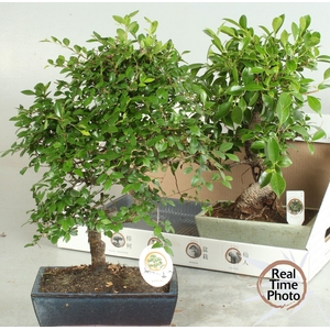 BONSAI GEM