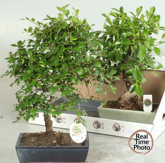 <h4>BONSAI GEM</h4>