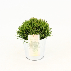 Rhipsalis hatiora P10,5 in zink