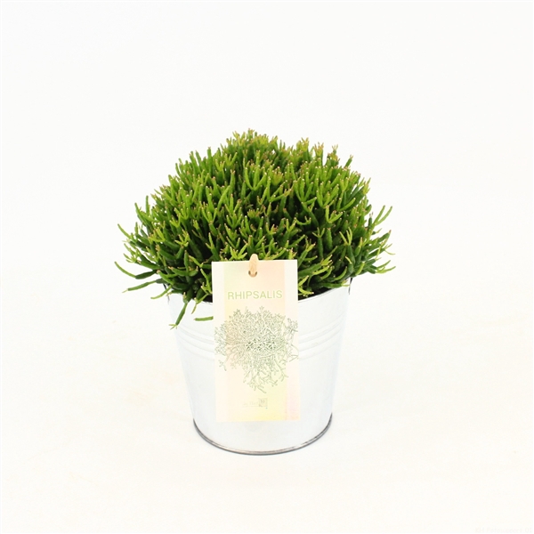 <h4>Rhipsalis hatiora P10,5 in zink</h4>