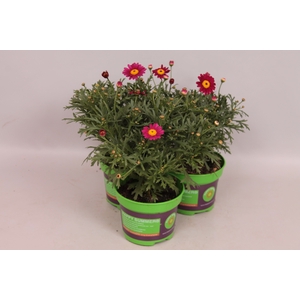 Argyranthemum aramaris Red