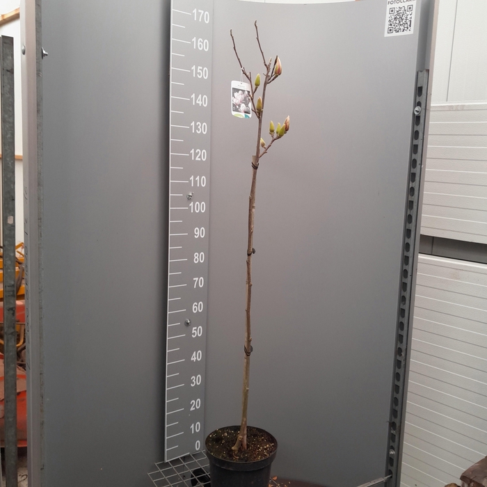 <h4>MAGN SO SUPERBA</h4>