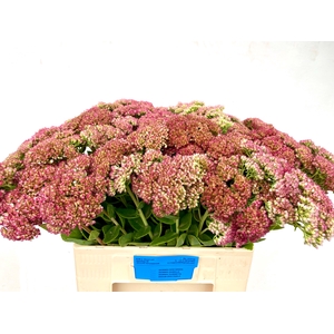 SEDUM SPECTABILE