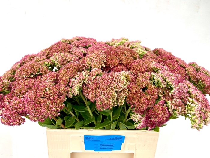 SEDUM SPECTABILE