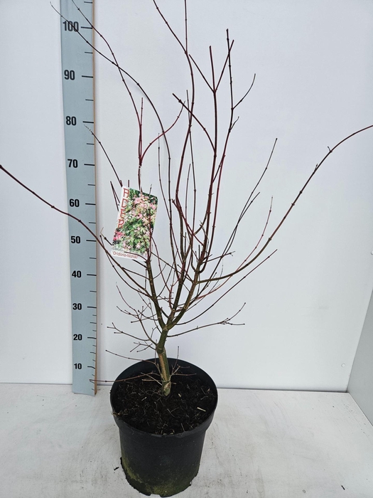 <h4>Acer palmatum</h4>