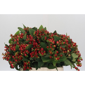 Hypericum Magical Triumph