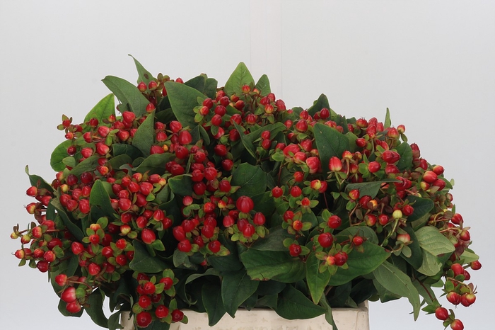 <h4>Hypericum Magical Triumph</h4>