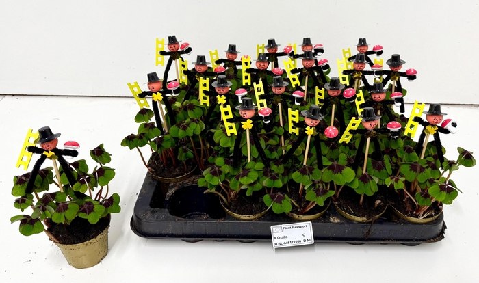 <h4>OXALIS DEPPEI</h4>