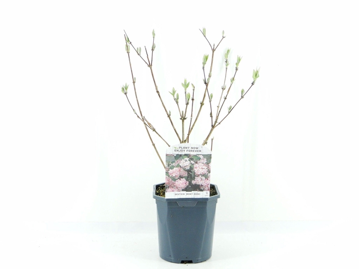 <h4>Deutzia hyb. Mont Rose</h4>