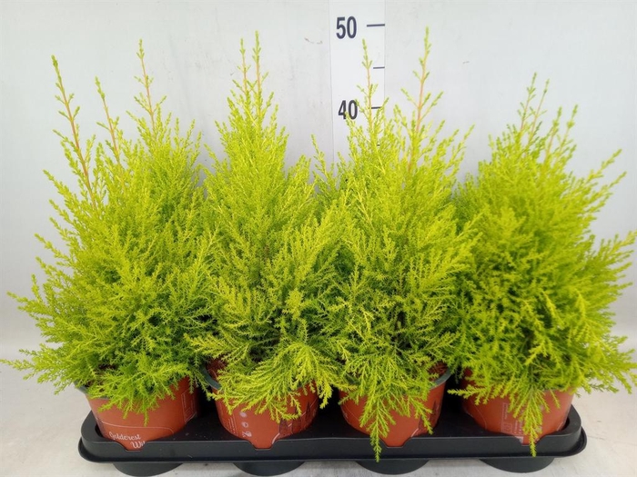 <h4>Cupressus macro. 'Goldcrest Wilma'</h4>