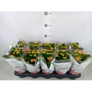 Kalanchoe blos. 'RosDon Pedro'
