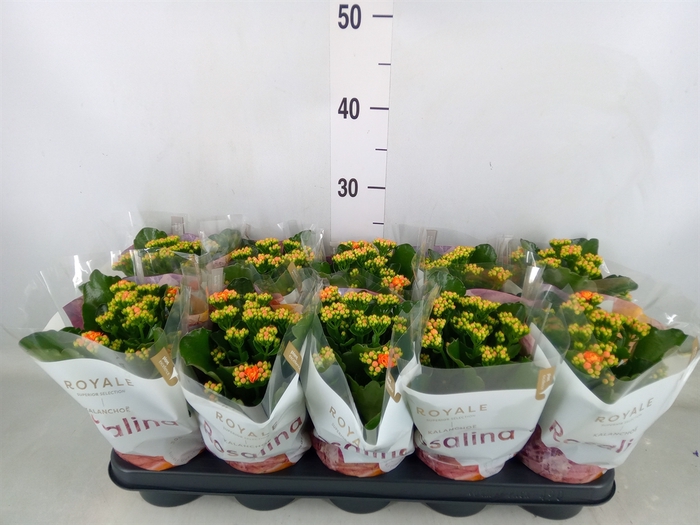 <h4>Kalanchoe blos. 'RosDon Pedro'</h4>
