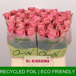 R Gr Hermosa Ol Njorowa