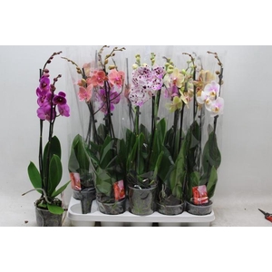 PHAL GEM 7 KL
