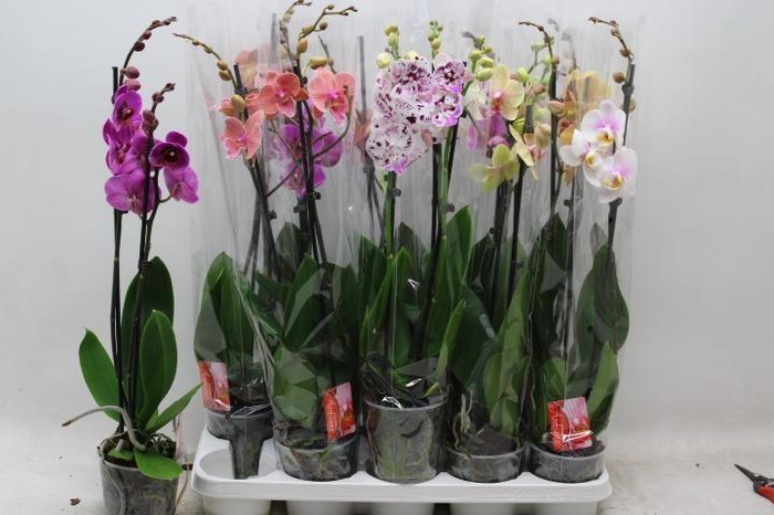 <h4>PHAL GEM 7 KL</h4>