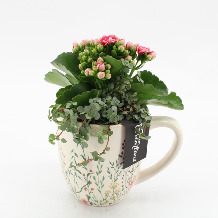 <h4>ESCR-2601RZ Essentials</h4>