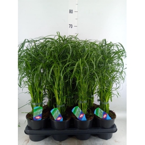 Cyperus alternifolius