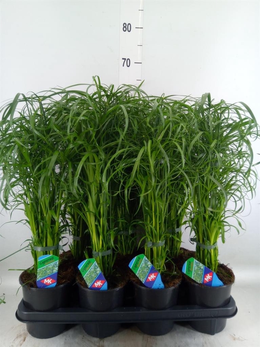 <h4>Cyperus alternifolius</h4>