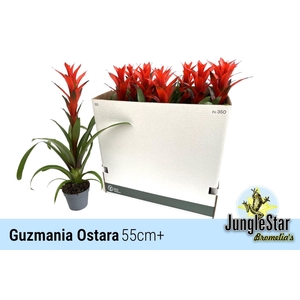 Guzmania Ostara