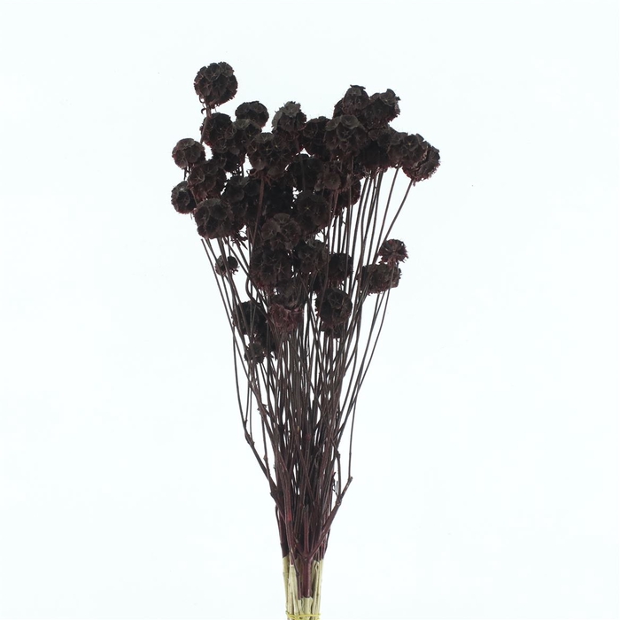 <h4>Dried Scabiosa Bordeaux</h4>