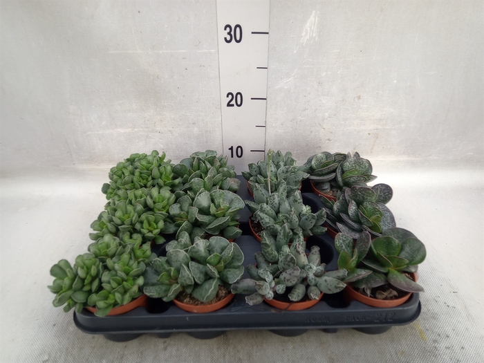 <h4>Succulents   ...</h4>