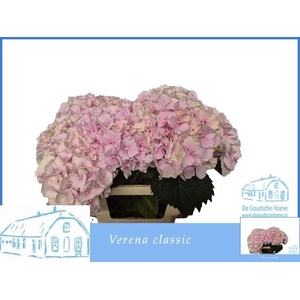 HYDR M CH VERENA CL