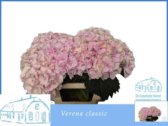 <h4>HYDR M CH VERENA CL</h4>