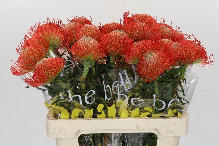 <h4>Nutans Succession</h4>