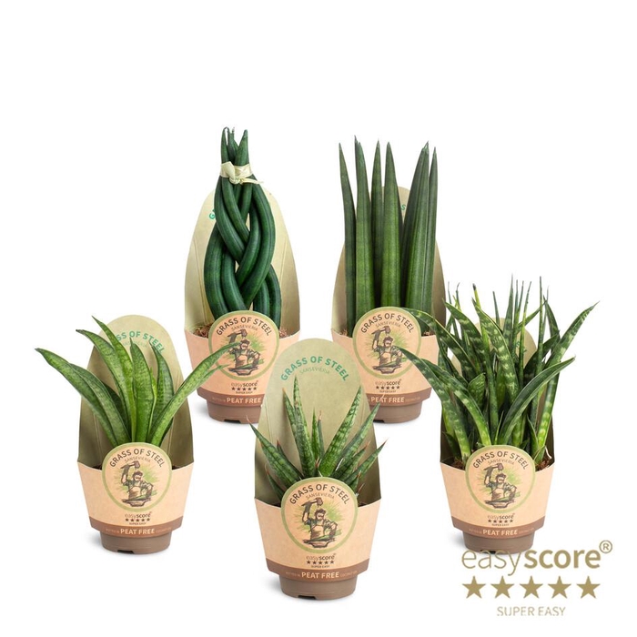 <h4>SANSEVIERIA CYLINDRICA</h4>