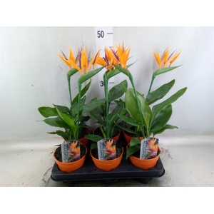 Arr.  Strelitzia L%