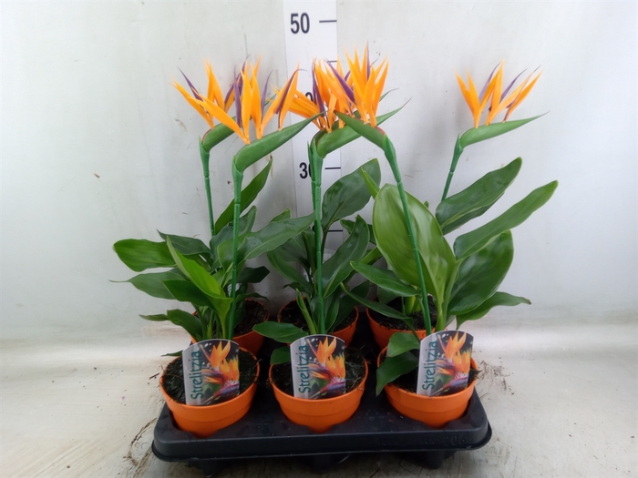 <h4>Arr.  Strelitzia L%</h4>