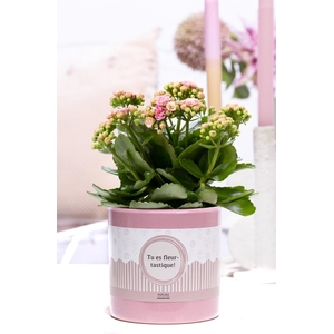 Kalanchoe pink in P&P cadeau concept: TU ES FLEURTASTIQUE!
