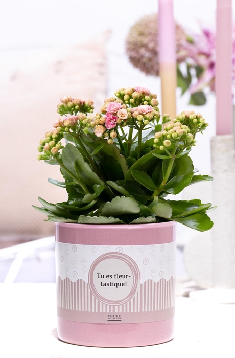 <h4>Kalanchoe pink in P&P cadeau concept: TU ES FLEURTASTIQUE!</h4>