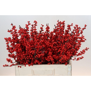Ilex Rood
