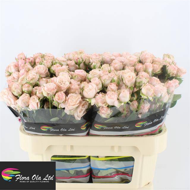 <h4>Rosa spray bombastic</h4>