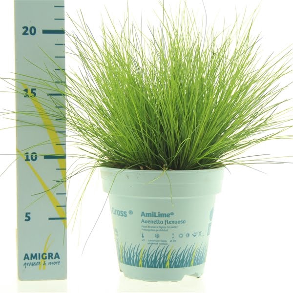 Deschampsia flexuosa AmiLime®