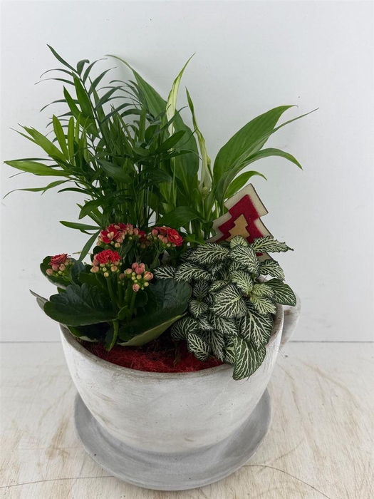 <h4>Arr (1) Kop en schotel XL</h4>