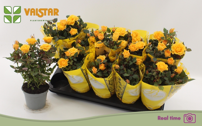 <h4>RO LOTZ OF YELLOW</h4>