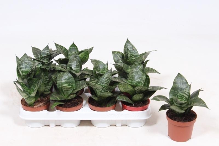 <h4>Sansevieria Hahnii</h4>