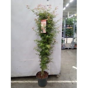 Acer palmatum 'Jerre Schwartz'