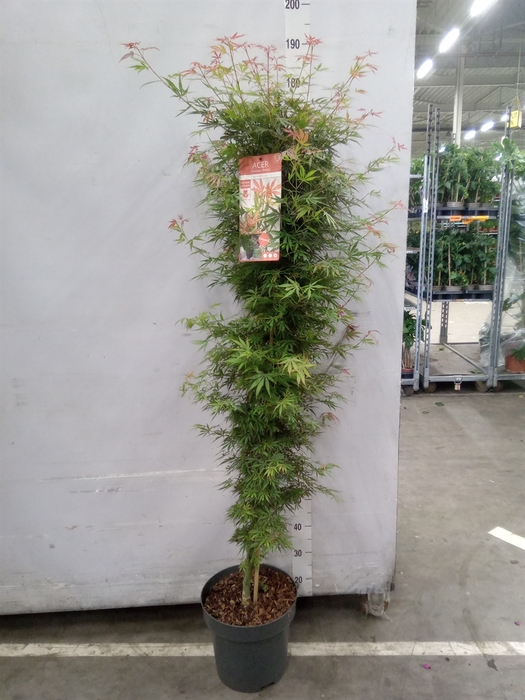 <h4>Acer palmatum 'Jerre Schwartz'</h4>