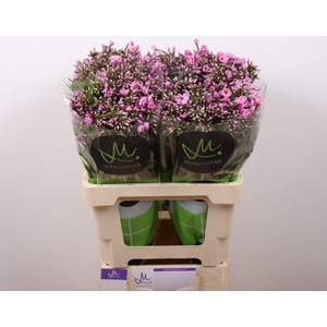 Phlox P Pink Eyes