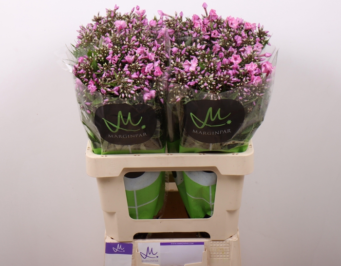 <h4>PHLOX P PINK EYES.</h4>