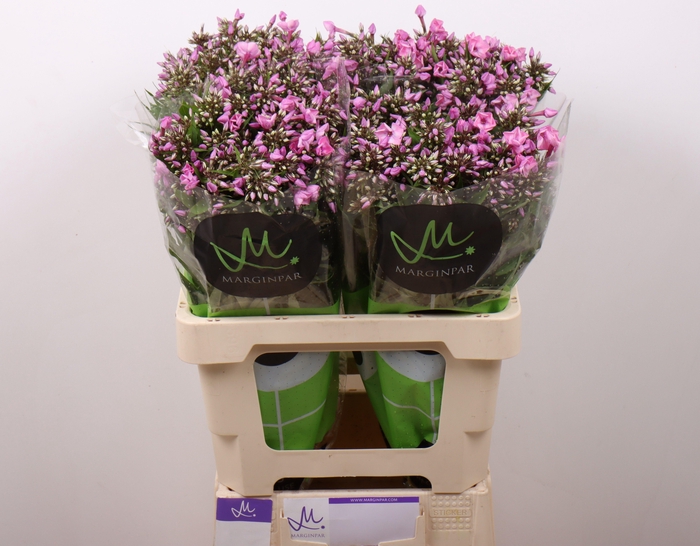 <h4>Phlox P Pink Eyes</h4>