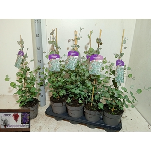 EUCAL GUNNII