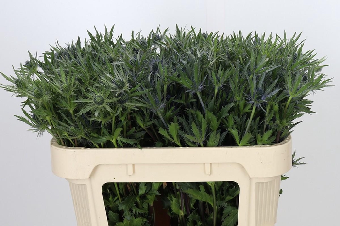 <h4>Eryngium Planum</h4>