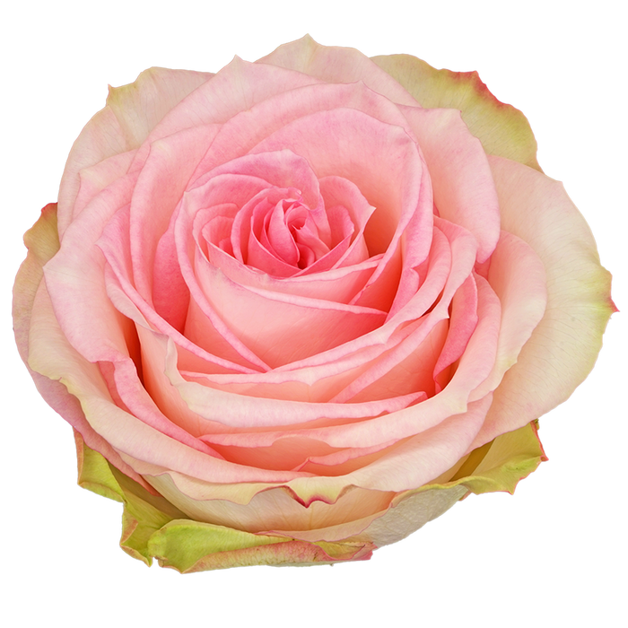 R Gr Esperance Bicolor 60cm CO