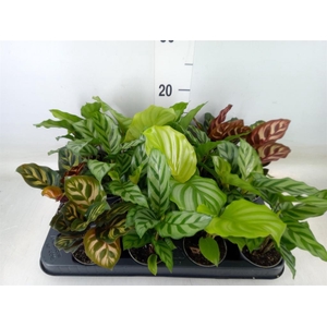 Calathea   ...mix